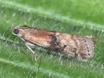 Rhodophaea formosa Hw. adulte - Philippe Mothiron