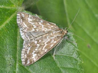 Evergestis frumentalis L. adulte - Philippe Mothiron