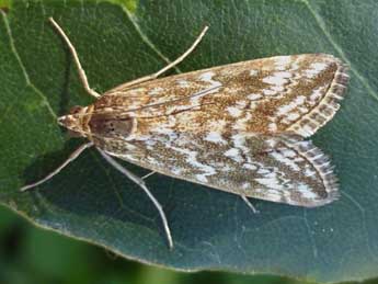 Evergestis frumentalis L. adulte - Tristan Lafranchis