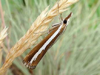 Catoptria fulgidella Hb. adulte - ©Friedmar Graf