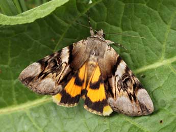 Catocala fulminea Scop. adulte - Daniel Morel