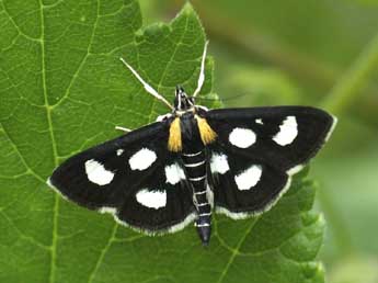 Anania funebris Strm adulte - Jean-Franois Maradan