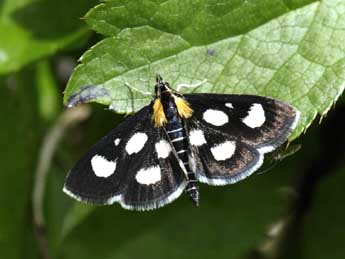 Anania funebris Strm adulte - Jean-Franois Maradan