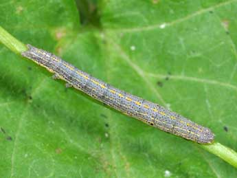  Chenille de Aedia funesta Esp. - ©Philippe Mothiron