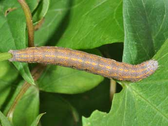  Chenille de Aedia funesta Esp. - ©Philippe Mothiron