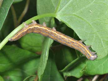  Chenille de Aedia funesta Esp. - ©Philippe Mothiron