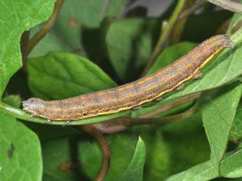  Chenille de Aedia funesta Esp. - ©Philippe Mothiron