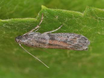 Cadra furcatella H.-S. adulte - Philippe Mothiron