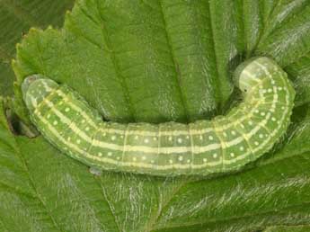  Chenille de Lithophane furcifera Hfn. - ©Wolfgang Wagner, www.pyrgus.de