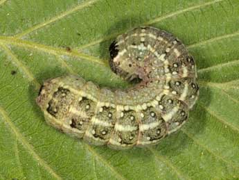  Chenille de Lithophane furcifera Hfn. - Wolfgang Wagner, www.pyrgus.de