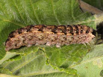  Chenille de Lithophane furcifera Hfn. - Wolfgang Wagner, www.pyrgus.de