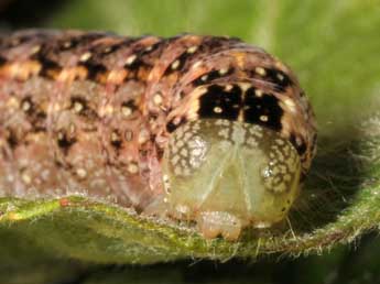  Chenille de Lithophane furcifera Hfn. - ©Wolfgang Wagner, www.pyrgus.de