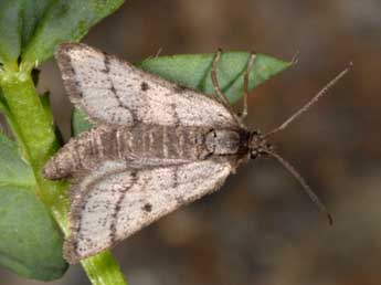 Macaria fusca Thnbg adulte - ©Wolfgang Wagner, www.pyrgus.de