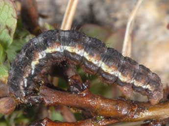  Chenille de Macaria fusca Thnbg - Wolfgang Wagner, www.pyrgus.de