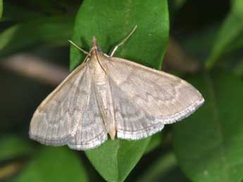 Anania fuscalis D. & S. adulte - ©Philippe Mothiron