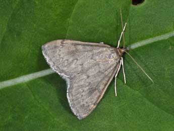 Anania fuscalis D. & S. adulte - ©Philippe Mothiron