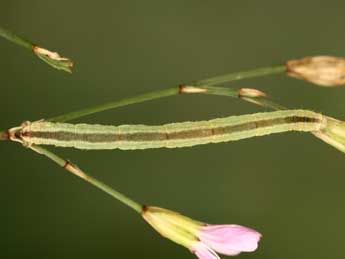 Chenille de Eupithecia gemellata H.-S. - ©Jean-Claude Petit
