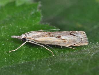 Agriphila geniculea Hw. adulte - ©Philippe Mothiron