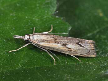 Agriphila geniculea Hw. adulte - ©Philippe Mothiron