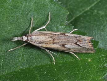 Agriphila geniculea Hw. adulte - ©Philippe Mothiron