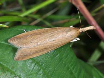 Schoenobius gigantella D. & S. adulte - ©Philippe Mothiron