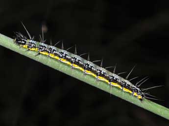  Chenille de Uresiphita gilvata F. - Philippe Mothiron