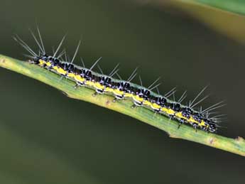  Chenille de Uresiphita gilvata F. - Philippe Mothiron