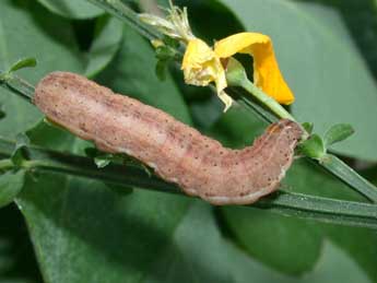  Chenille de Eugnorisma glareosa Esp. - ©Philippe Mothiron