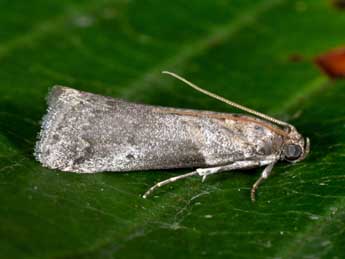 Acrobasis glaucella Stgr adulte - ©Philippe Mothiron