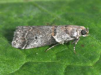 Acrobasis glaucella Stgr adulte - ©Philippe Mothiron