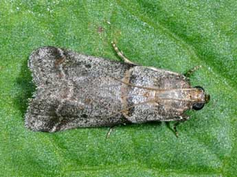 Acrobasis glaucella Stgr adulte - Philippe Mothiron