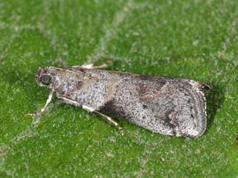 Acrobasis glaucella Stgr adulte - ©Philippe Mothiron