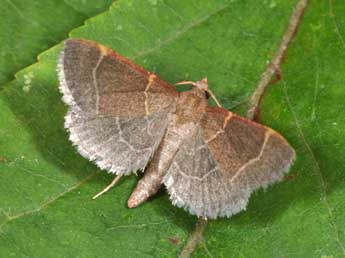 Hypsopygia glaucinalis L. adulte - Philippe Mothiron