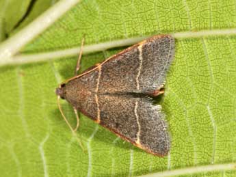 Hypsopygia glaucinalis L. adulte - Philippe Mothiron