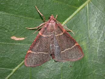 Hypsopygia glaucinalis L. adulte - Philippe Mothiron