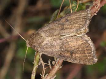 Athetis gluteosa Tr. adulte - ©Wolfgang Wagner, www.pyrgus.de