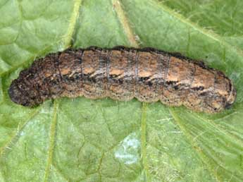  Chenille de Athetis gluteosa Tr. - Wolfgang Wagner, www.pyrgus.de