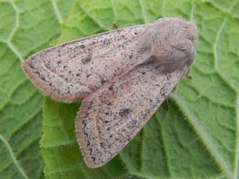 Orthosia gracilis D. & S. adulte - Philippe Mothiron