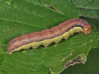  Chenille de Orthosia gracilis D. & S. - Philippe Mothiron