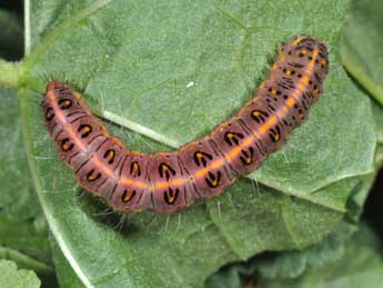  Chenille de Pardoxia graellsii Feist. - Philippe Mothiron