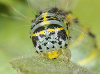  Chenille de Pardoxia graellsii Feist. - Philippe Mothiron