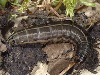  Chenille de Cerapteryx graminis L. - ©Wolfgang Wagner, www.pyrgus.de