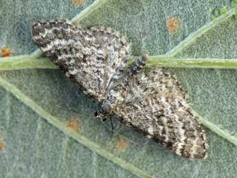 Eupithecia graphata Tr. adulte - ©Daniel Morel