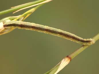  Chenille de Eupithecia graphata Tr. - ©Jean-Claude Petit