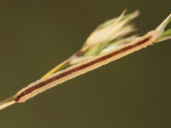  Chenille de Eupithecia graphata Tr. - ©Jean-Claude Petit