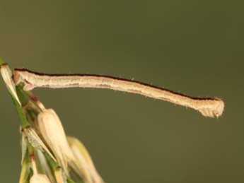  Chenille de Eupithecia graphata Tr. - Jean-Claude Petit