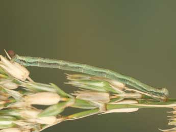  Chenille de Eupithecia graphata Tr. - ©Jean-Claude Petit