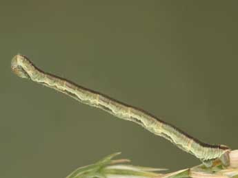  Chenille de Eupithecia graphata Tr. - ©Jean-Claude Petit