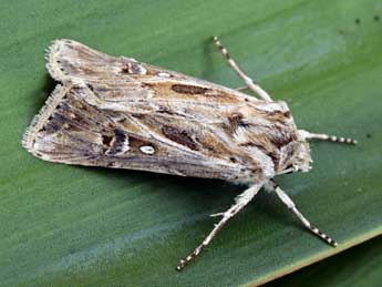 Agrotis graslinii Rbr adulte - ©Daniel Morel