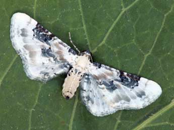 Eupithecia gratiosata H.-S. adulte - Daniel Morel & Lionel Taurand